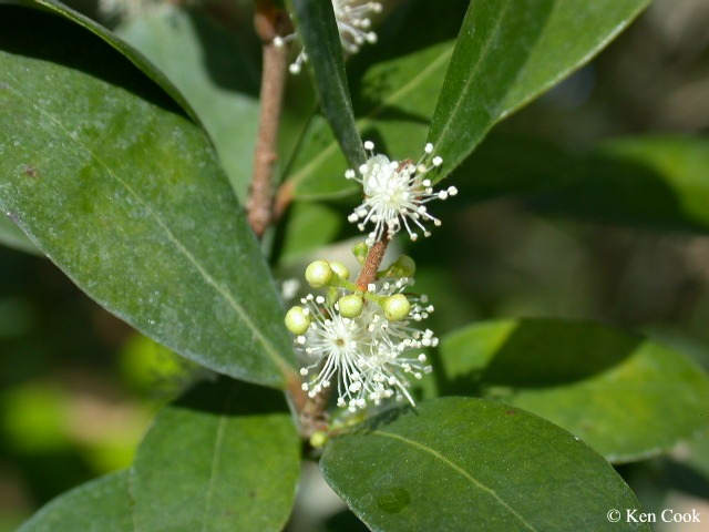 Eugenia axillaris